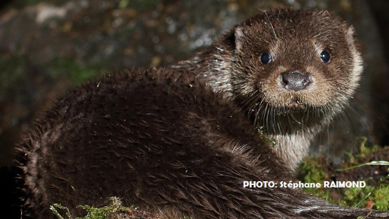 La Loutre De Retour En Tarn Et Garonne Fete De La Nature