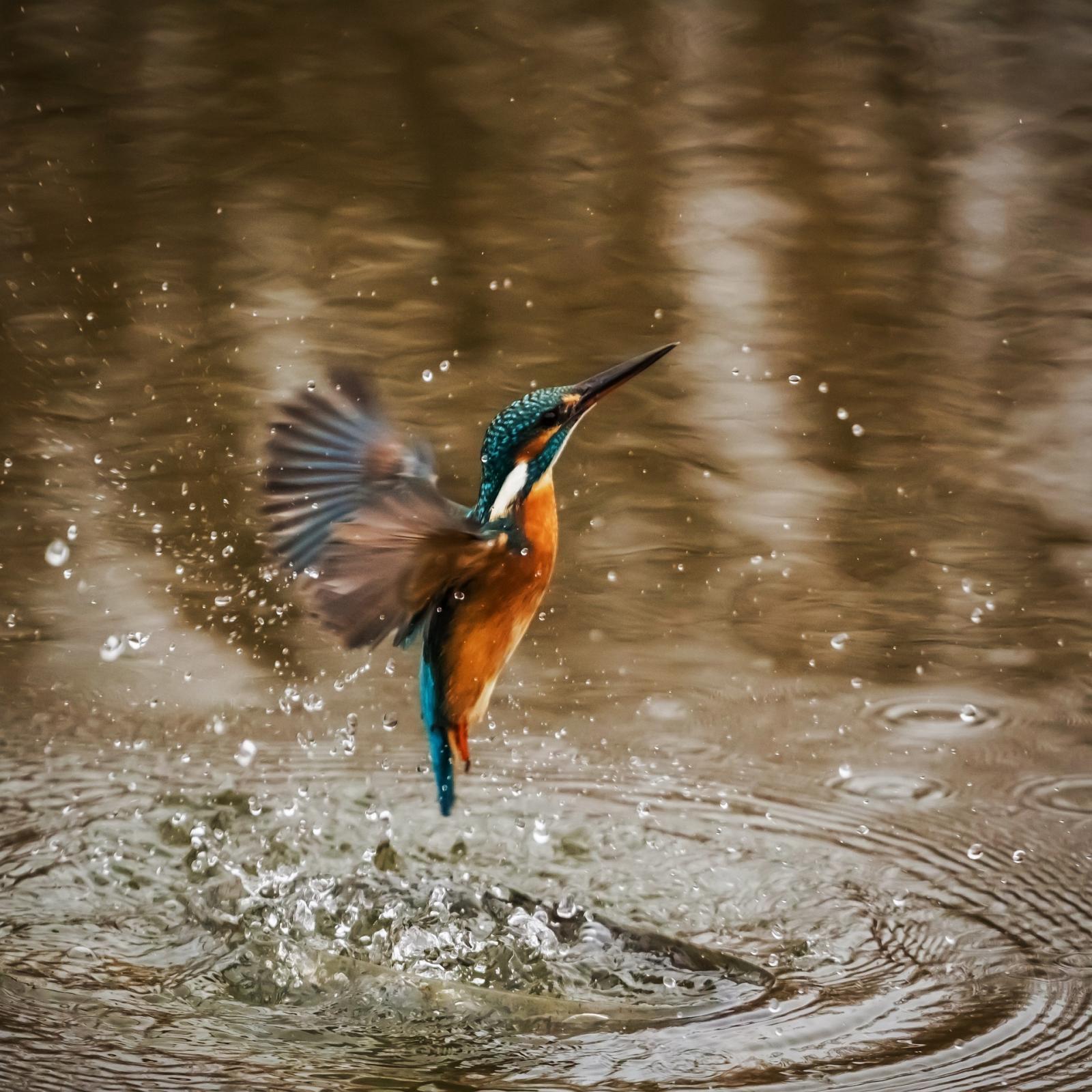Martin-pêcheur : apprenez tout sur l'oiseau des rivières - La
