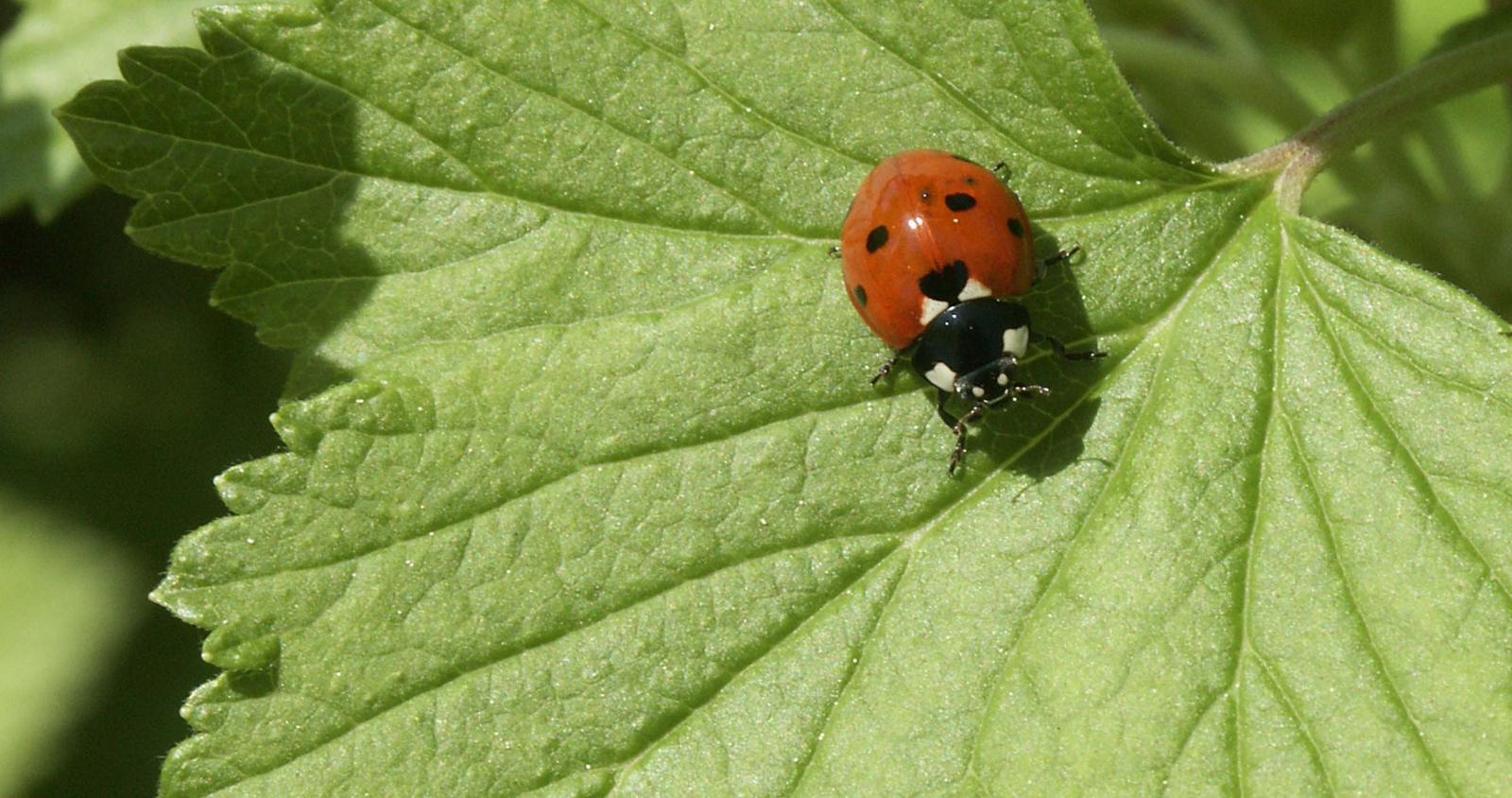 Atelier g tes Insectes Leuvrigny F te de la Nature