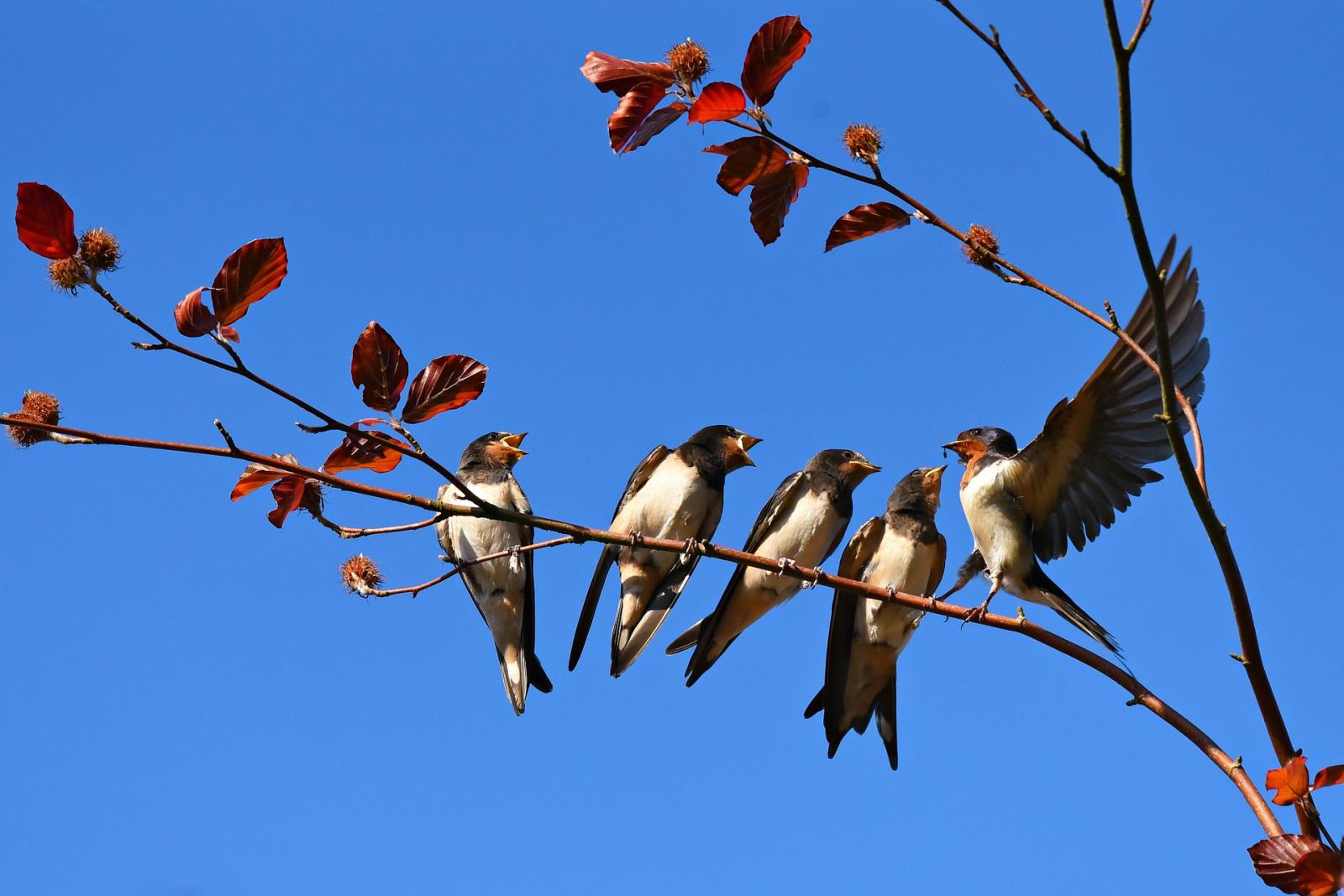 Oiseaux Migrateurs | Fête De La Nature