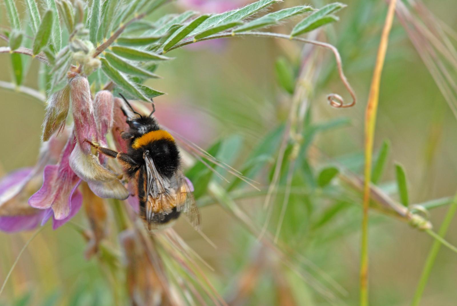 A la découverte des insectes pollinisateurs du massif de Concors | Fête ...