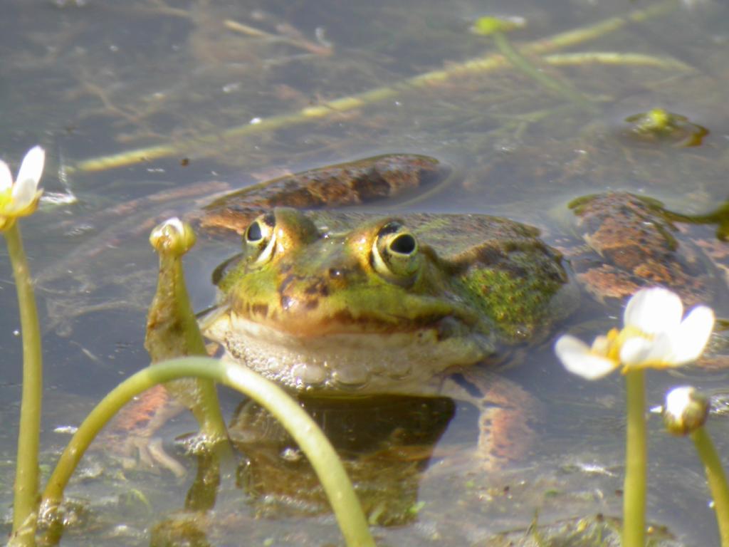 Le Monde Caché Des Tritons Et Des Petites Bêtes Fête De La Nature