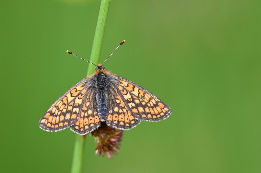 Damier de la succise, euphydryas aurinia