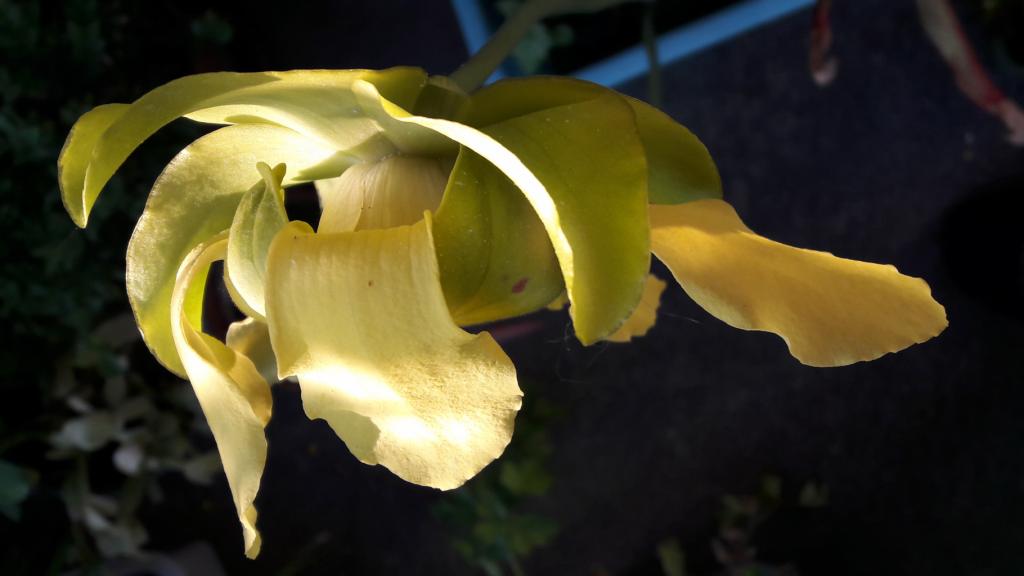 Sarracenia flava en fleur
