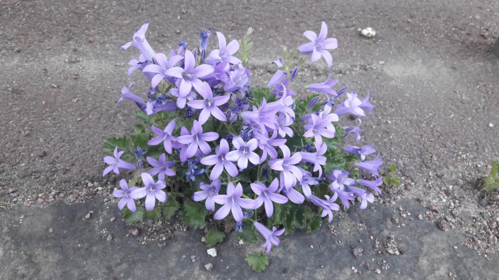 Fleurs violettes sur un trottoir