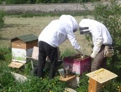 apiculteurs