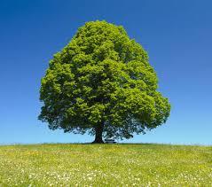 L'arbre, source de vie