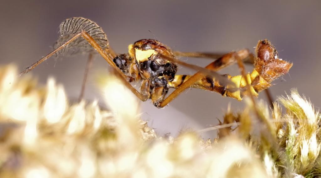 Comb-horn Cranefly (Ctenophora ornata)