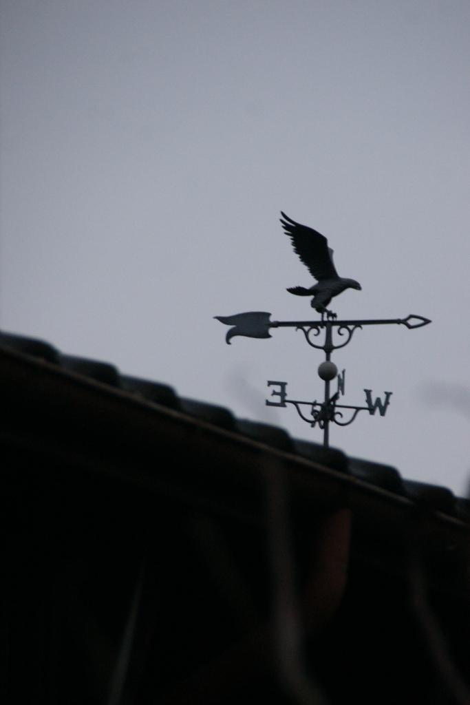 L'aigle quai des Tilleuls, lac Frayé