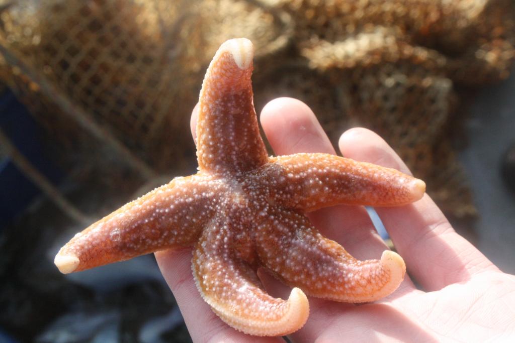 echinoderme : étoile de mer