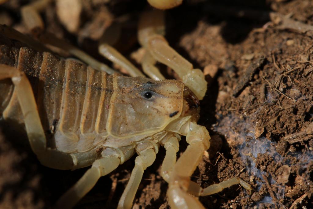Scorpion languedocien © GSCSV - Matthias Magnier
