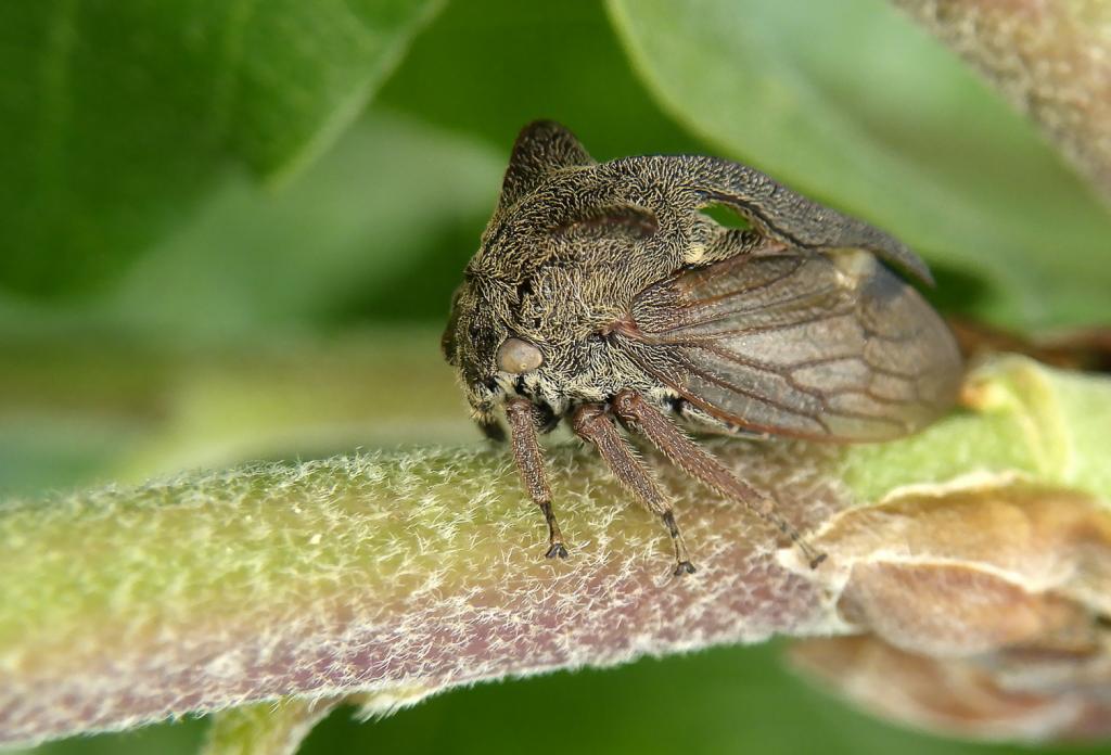 Horned Treehopper - Centrotus cornutus 