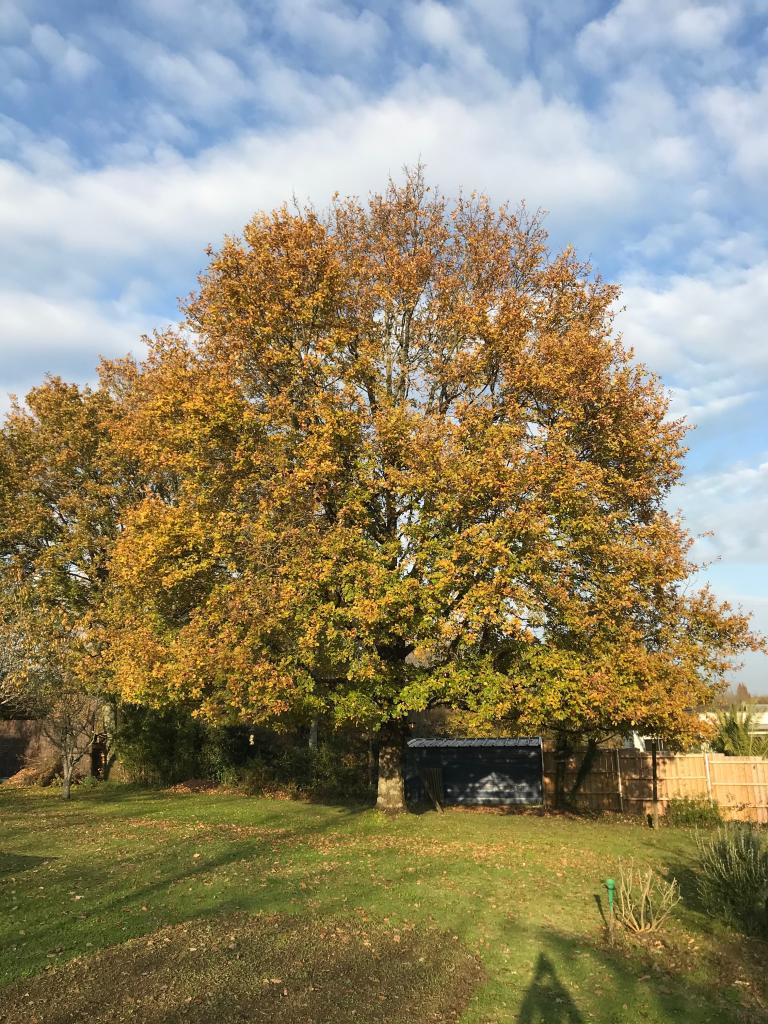 3. Le grand chêne et la pelouse