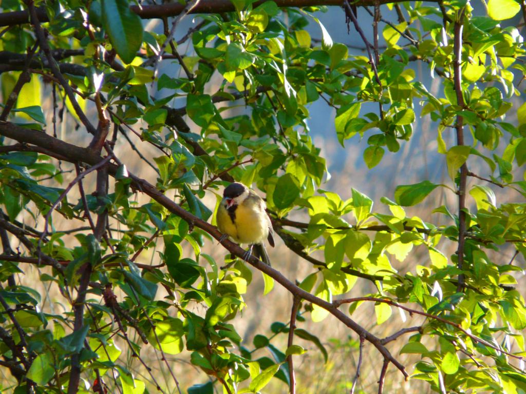 Photo de Mésange charbonnière