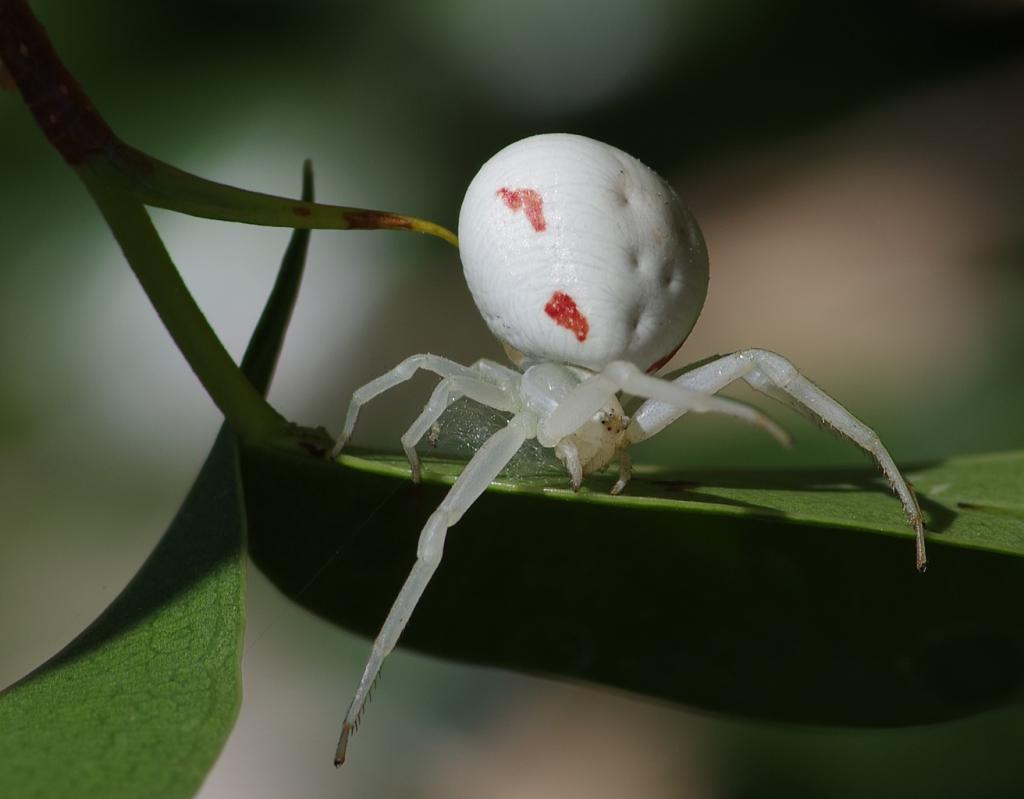 Miss Vatia - [Misumena vatia]