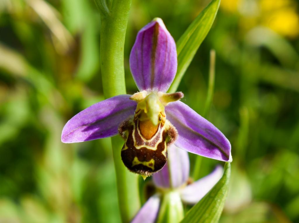 Ophrys abeille 