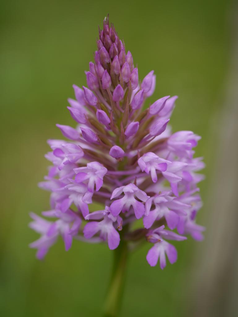 Orchis pyramidal, orchidée sauvage