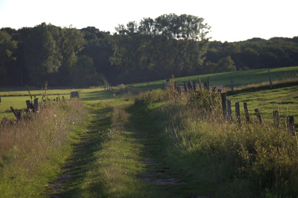 La prairie de pature, la forêt au loin