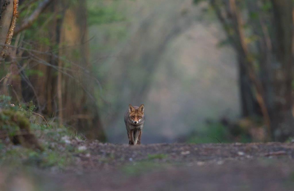 Véritable auxiliaire de l’agriculteur, le renard roux consomme principalement entre 6 à 10 000  mulots, campagnols rats et souris en une année.