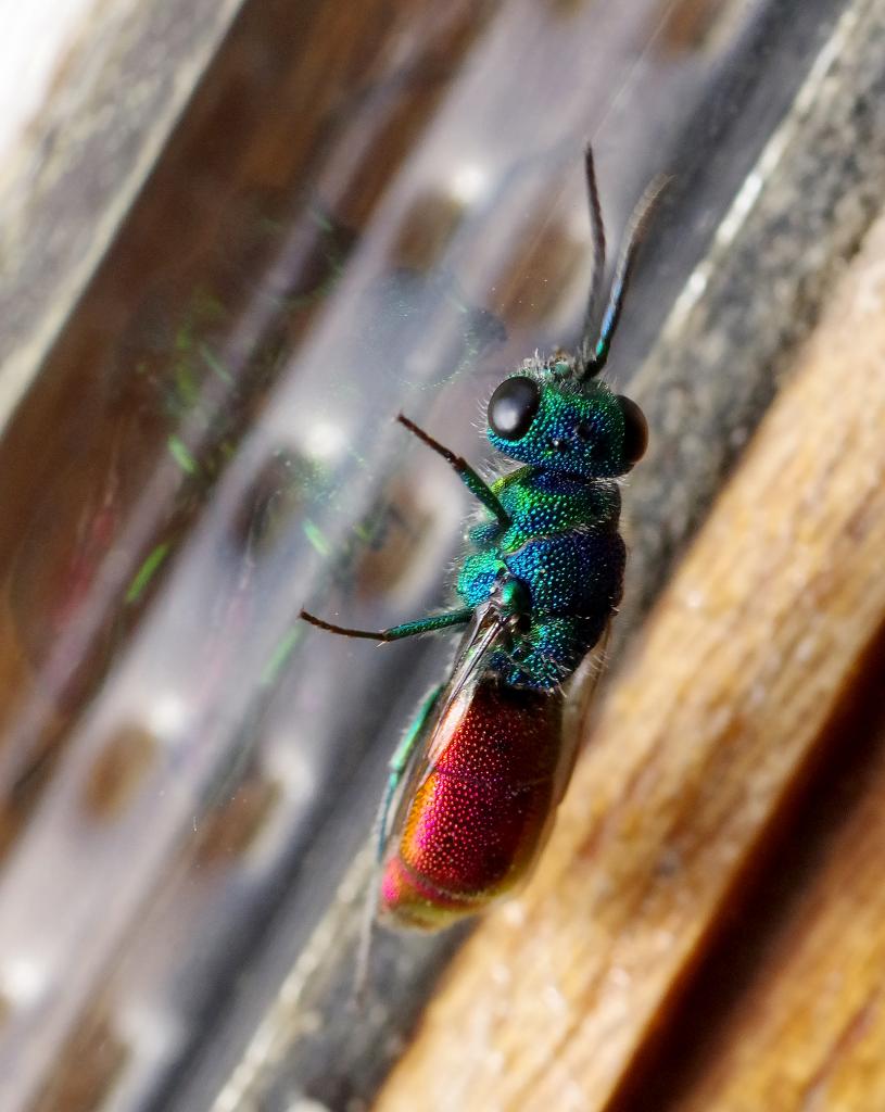 Ruby-tailed Wasp [Chrysididae]