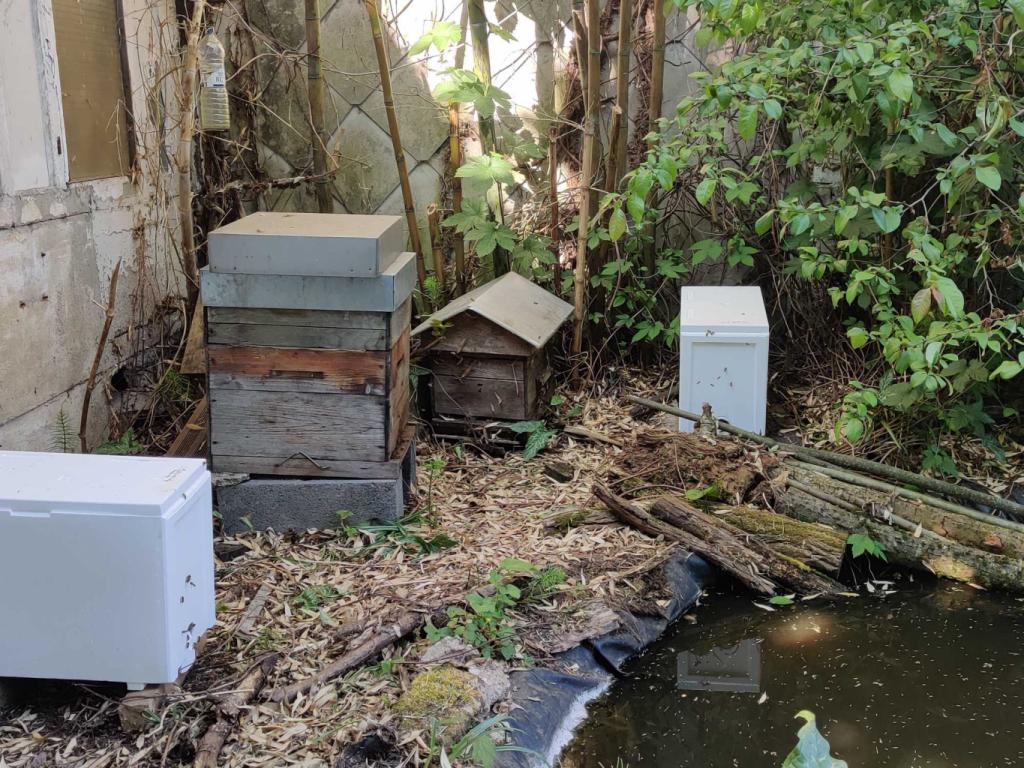 Arrivée d'un essaim d'abeilles