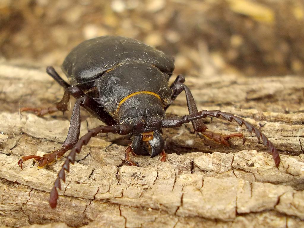 Tanner Beetle [Prionus coriarius]