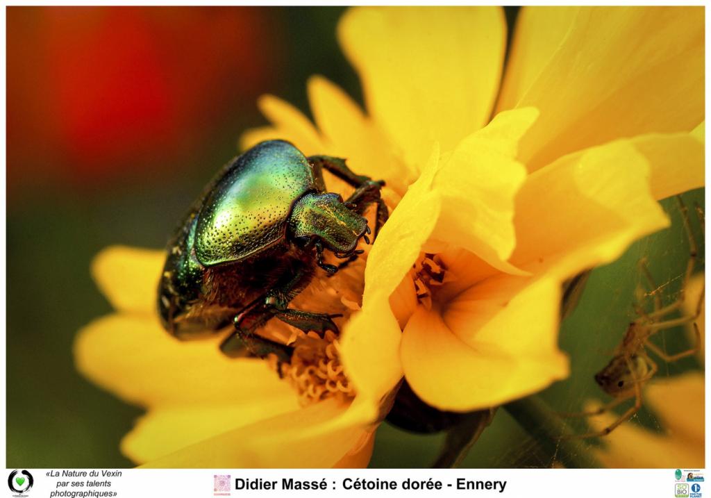 cétoine dorée copyright Didier Massé 