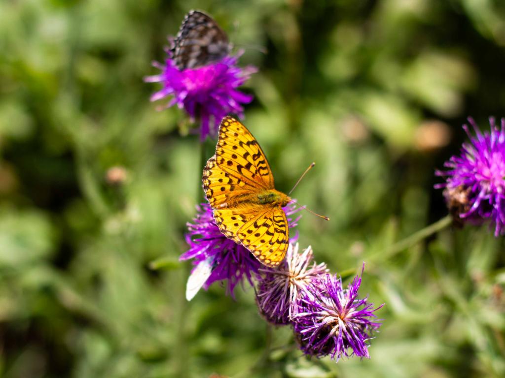 Papillon sur une fleur à Valberg 