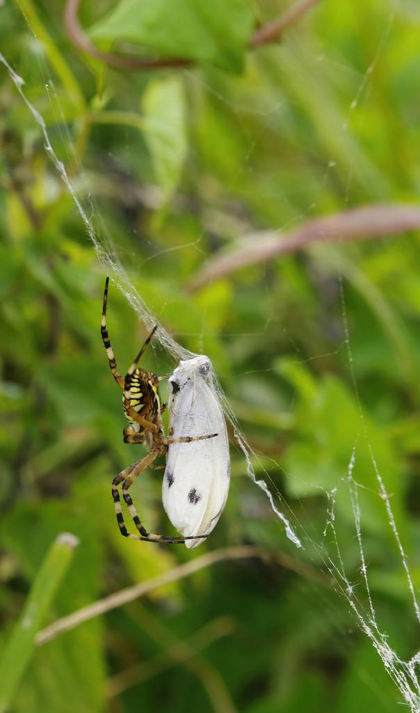 Wasp Spider [Argiope bruennichi ]