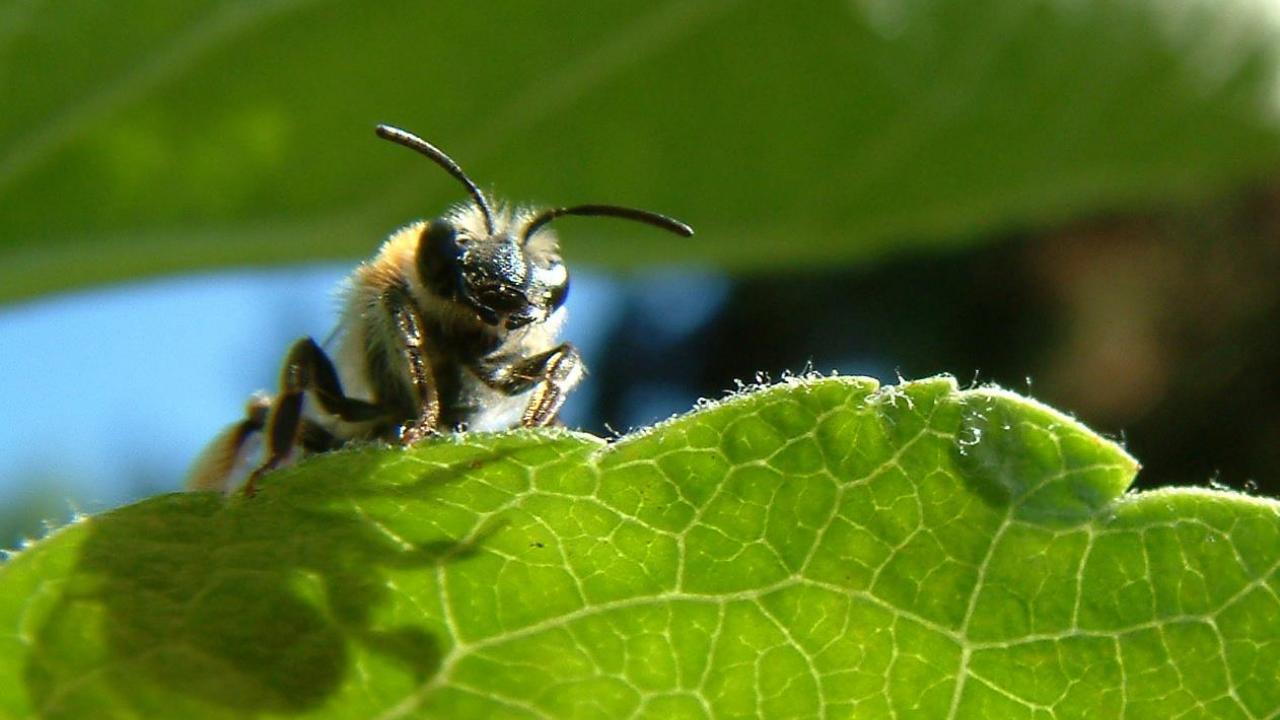 Bioblitz - Les Insectes Pollinisateurs | Fête De La Nature