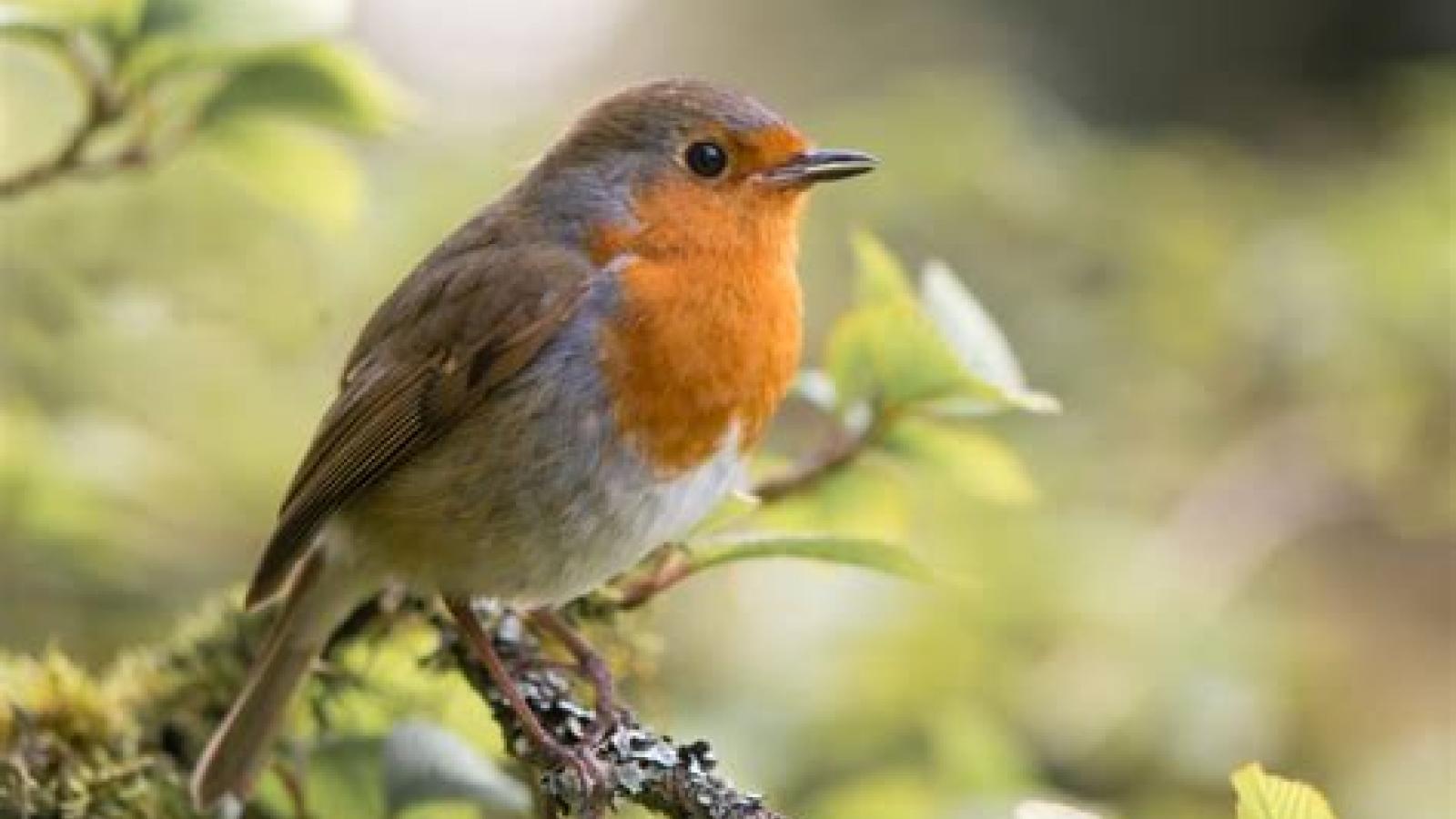 Observons Les Oiseaux Du Jardin | Fête De La Nature