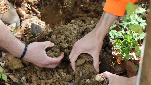Sol forestier à Besançon © Antoine Gutowski