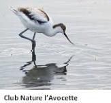 Club Nature l'Avocette