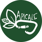 Apicale
