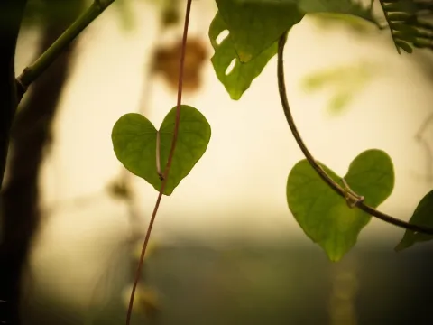 Des feuilles vertes en forme de cœur sont suspendues à de fines tiges et baignées dans une lumière douce et dorée.