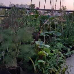 Ouverture d'une terrasse urbaine comestible en permaculture