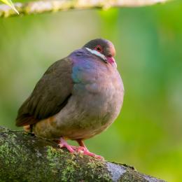 Les oiseaux endémiques de Guadeloupe