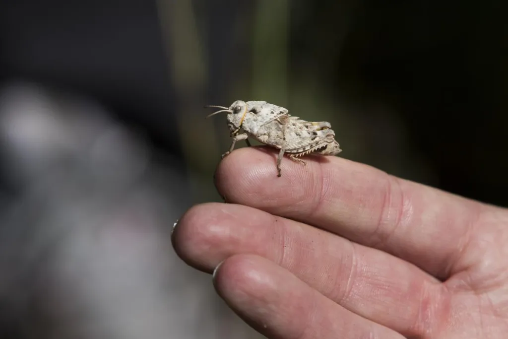 Criquet ​© Nicolas Van Ingen