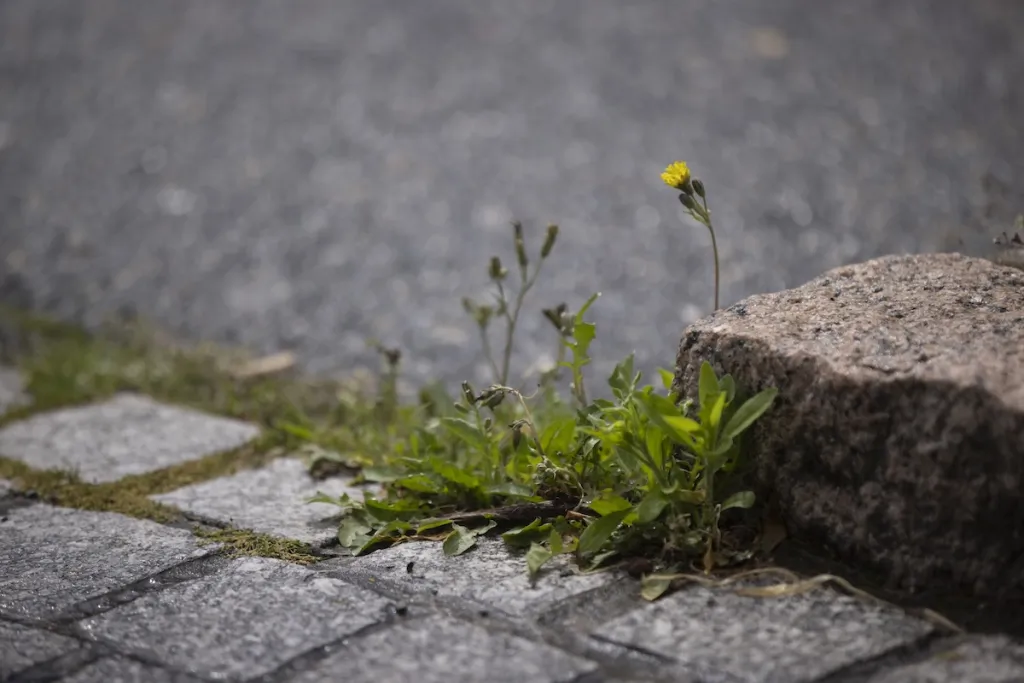 Montrer la nature dans la ville © Nicolas Van Ingen