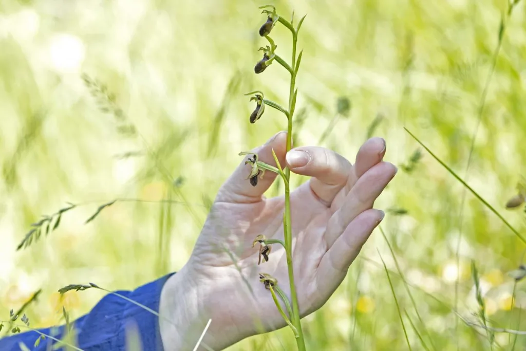 Ophrys araignée © Louis-Marie Preau